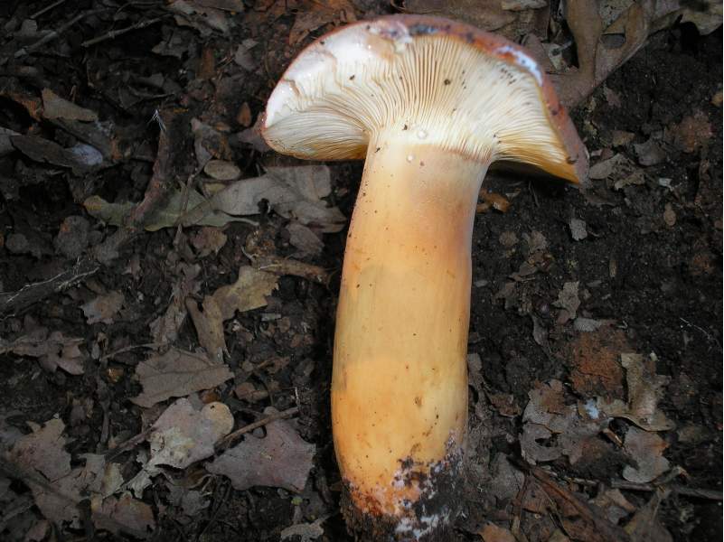 Russula e Amanita?